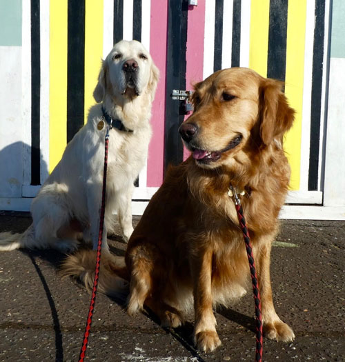 mini the golden retriever sitting in front of a stripy shed